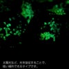 ケラママリン ホタルガラス ビーズ 一連 12mm 33玉 光る 夜光 とんぼ玉 パーツ 沖縄 お土産 慶良間諸島